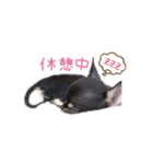 チワワのココ(日常会話2)（個別スタンプ：29）