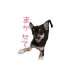 チワワのココ(日常会話2)（個別スタンプ：30）