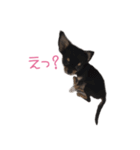 チワワのココ(日常会話2)（個別スタンプ：31）