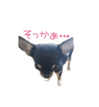 チワワのココ(日常会話2)（個別スタンプ：33）