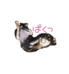 チワワのココ(日常会話2)（個別スタンプ：35）