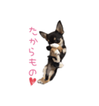 チワワのココ(日常会話2)（個別スタンプ：36）
