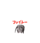 動く うさぎのおたまさん ver1.0（個別スタンプ：22）