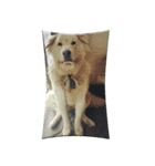 Romi Dog（個別スタンプ：2）