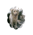 Romi Dog（個別スタンプ：7）