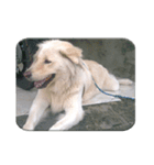 Romi Dog（個別スタンプ：8）