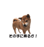 柴犬あーちゃんの「名探偵」（個別スタンプ：26）