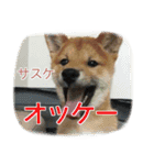 柴犬サスケ（個別スタンプ：1）