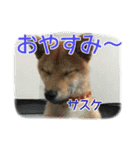 柴犬サスケ（個別スタンプ：3）