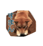 柴犬サスケ（個別スタンプ：7）