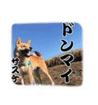 柴犬サスケ（個別スタンプ：8）