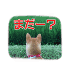 柴犬サスケ（個別スタンプ：9）