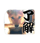 柴犬サスケ（個別スタンプ：10）