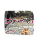 柴犬サスケ（個別スタンプ：11）