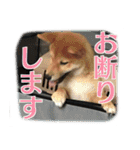 柴犬サスケ（個別スタンプ：13）