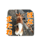 柴犬サスケ（個別スタンプ：16）