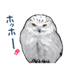 水彩画のフクロウたち（個別スタンプ：2）