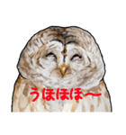 水彩画のフクロウたち（個別スタンプ：8）