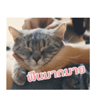 MOMONMeaw（個別スタンプ：4）