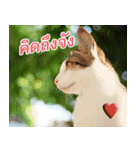 MOMONMeaw（個別スタンプ：6）
