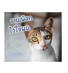 MOMONMeaw（個別スタンプ：7）