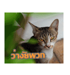 MOMONMeaw（個別スタンプ：8）