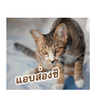 MOMONMeaw（個別スタンプ：10）