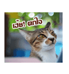MOMONMeaw（個別スタンプ：11）