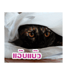 MOMONMeaw（個別スタンプ：12）