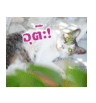 MOMONMeaw（個別スタンプ：13）
