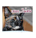 MOMONMeaw（個別スタンプ：14）