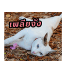 MOMONMeaw（個別スタンプ：16）