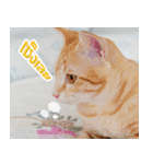 MOMONMeaw（個別スタンプ：18）