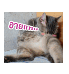 MOMONMeaw（個別スタンプ：22）
