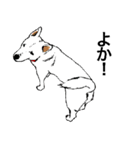 博多の犬（個別スタンプ：3）