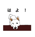 博多の犬（個別スタンプ：4）