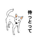 博多の犬（個別スタンプ：6）