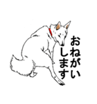 博多の犬（個別スタンプ：10）