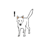 博多の犬（個別スタンプ：14）