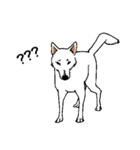 博多の犬（個別スタンプ：21）