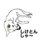 博多の犬（個別スタンプ：24）