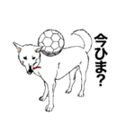 博多の犬（個別スタンプ：32）