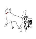 博多の犬（個別スタンプ：33）