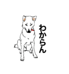 博多の犬（個別スタンプ：39）