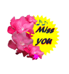 FLOWER TODAY2（個別スタンプ：6）