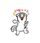 Geely meow（個別スタンプ：3）