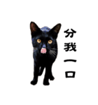 The cat boss' cats（個別スタンプ：25）