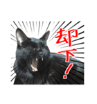 黒猫ツイン（個別スタンプ：4）