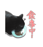 黒猫ツイン（個別スタンプ：22）