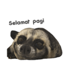 Mumu the Cute Asian Palm Civet 2（個別スタンプ：13）